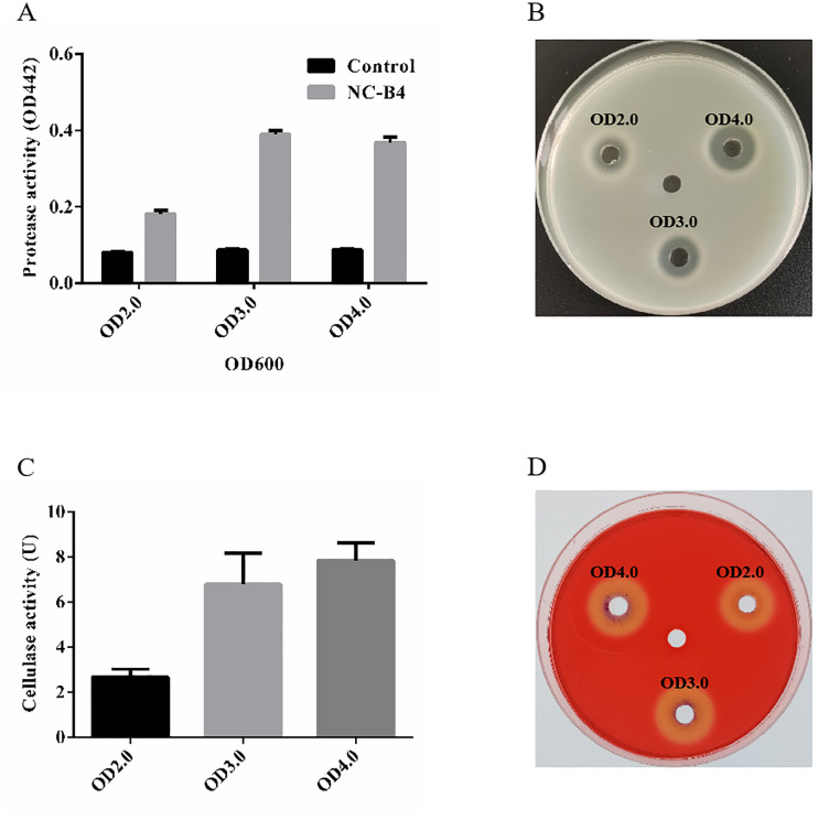 <i>Bacillus velezensis</i> NC-B4 as a promising antifungal agent for biocontrol of <i>Candida auris</i>.