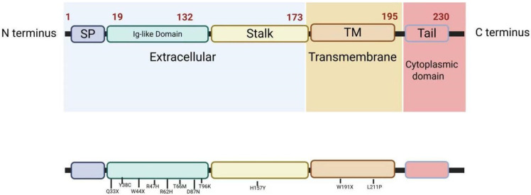 TREM2 in Neurodegenerative Diseases: Mechanisms and Therapeutic Potential.