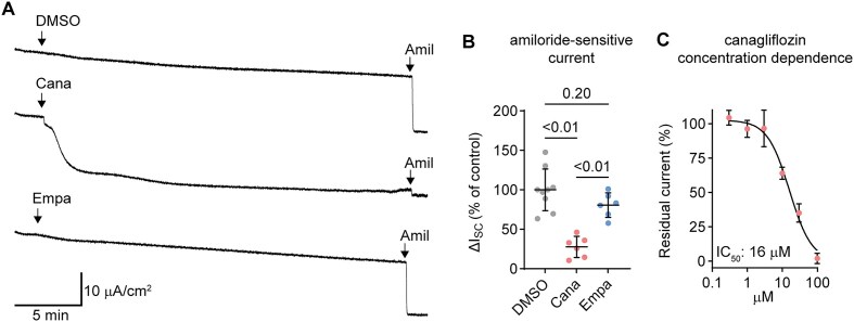 Canagliflozin Inhibits Electrogenic Na+ Transport in Mouse Cortical Collecting Duct Cells.