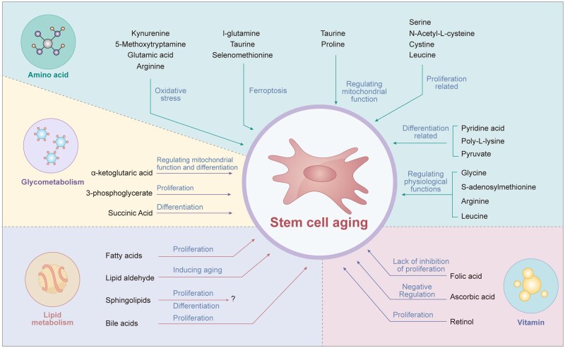 Metabolic regulation in the senescence process of stem cells.