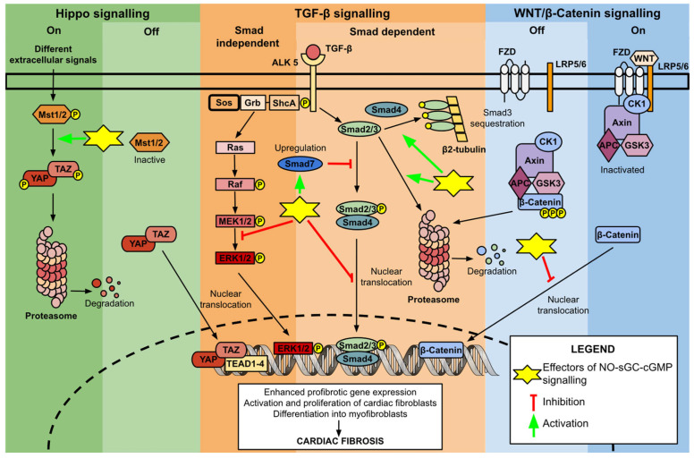Targeting the NO-sGC-cGMP Pathway: Mechanisms of Action of Vericiguat in Chronic Heart Failure.