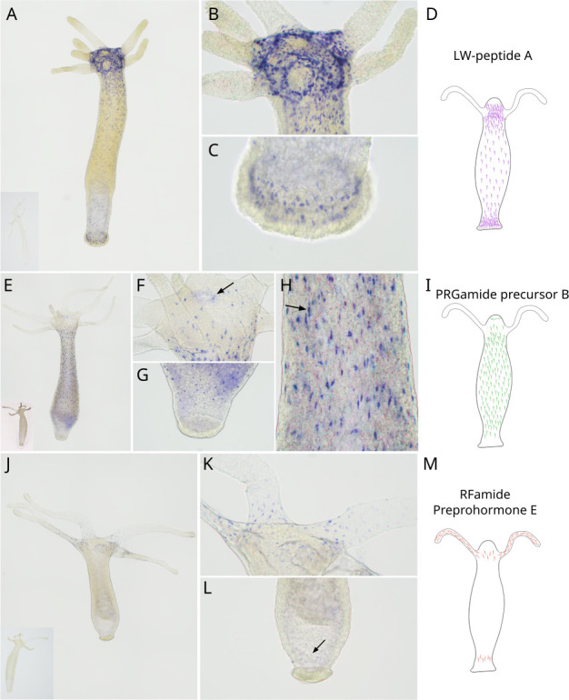 An <i>in silico</i> pipeline identifies new neuropeptides and reveals a non-amidated regulator of muscle contraction in the freshwater cnidarian <i>Hydra</i>.