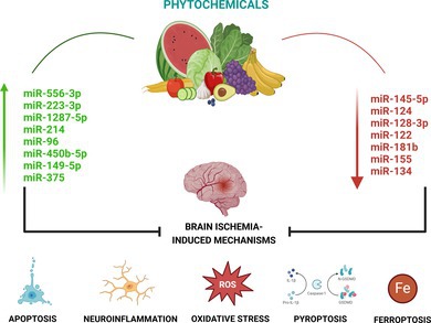 Modulation of miRNAs by Phytochemicals in Cerebral Ischemia: A Systematic Review of In Vitro and In Vivo Studies.