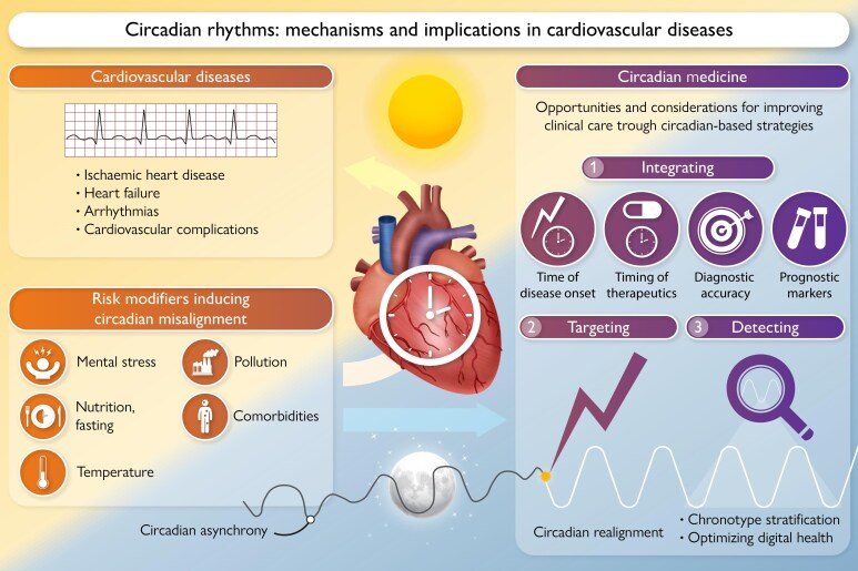 Circadian rhythms in cardiovascular disease.