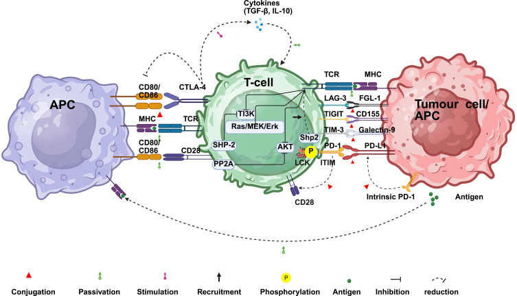 Dermatotoxicity of Immune Checkpoint Inhibitors in Advanced Non-Small Cell Lung Cancer: Current Advances in Mechanistic Insights and Predictive Biomarker Identification.