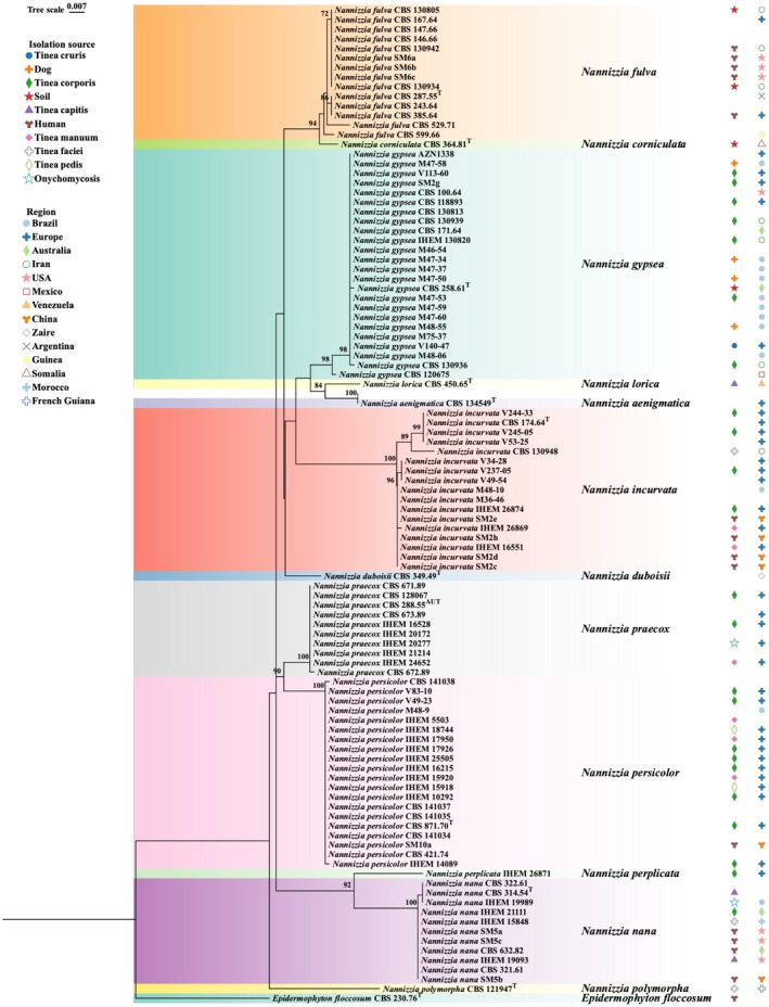 Utility of MALDI-ToF MS for Recognition and Antifungal Susceptibility of Nannizzia, an Underestimated Group of Dermatophytes.