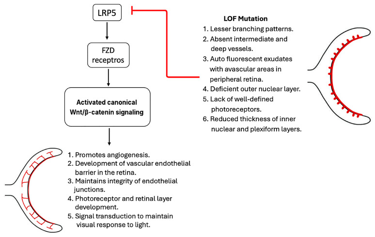 LRP5: A Multifaceted Co-Receptor in Development, Disease, and Therapeutic Target.