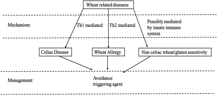 Wheat-Related Gastrointestinal Diseases: Narrative Review.
