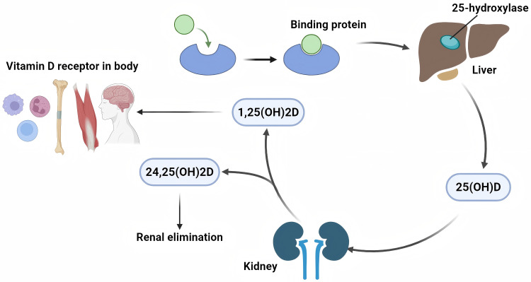 Exploring the Interaction Between Sjögren's Syndrome and Osteoporosis: Pathophysiological Mechanisms and Management Strategies.