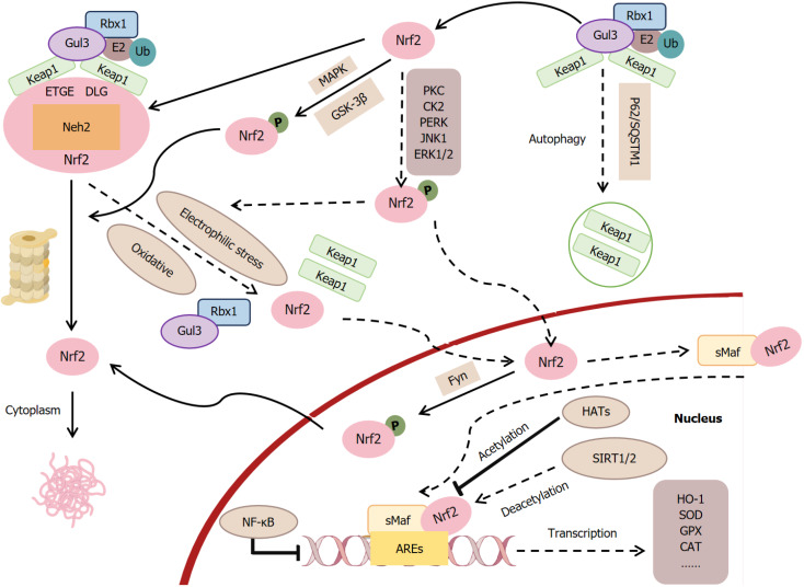 Modulating nuclear factor erythroid 2-related factor 2 and heme oxygenase-1 in liver-brain axis disorders.