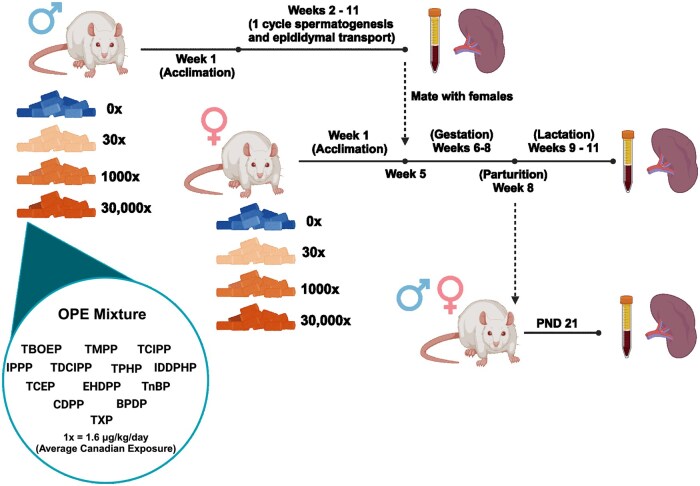 A mixture of organophosphate esters sex-specifically impacts monocyte-macrophages in Sprague-Dawley rats.