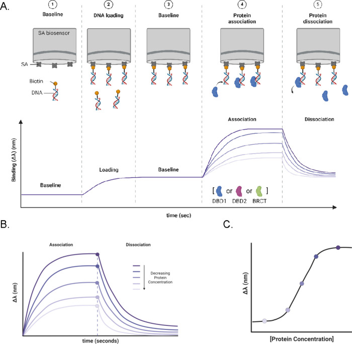 Domain-Specific DNA Binding Activities of BRCA1 Reveal Substrate Preferences for Homologous Recombination and Telomere Regulation
