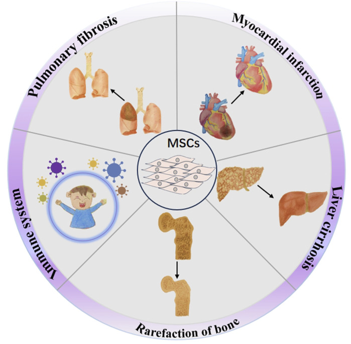 CRISPR/Cas-edited iPSCs and mesenchymal stem cells: a concise review of their potential in thalassemia therapy.