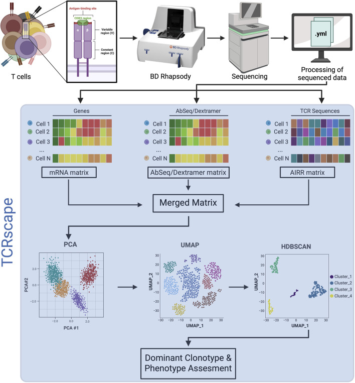 TCRscape: a single-cell multi-omic TCR profiling toolkit.