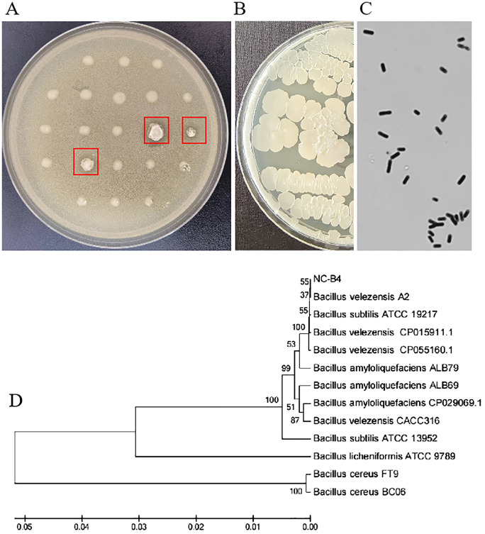 <i>Bacillus velezensis</i> NC-B4 as a promising antifungal agent for biocontrol of <i>Candida auris</i>.