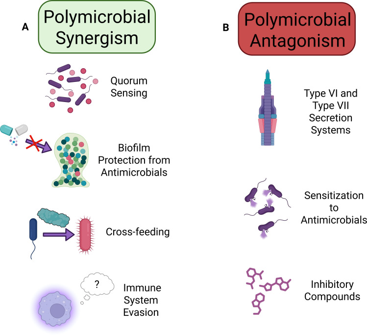 Host niche-specific challenges hindering the treatment of polymicrobial infections.