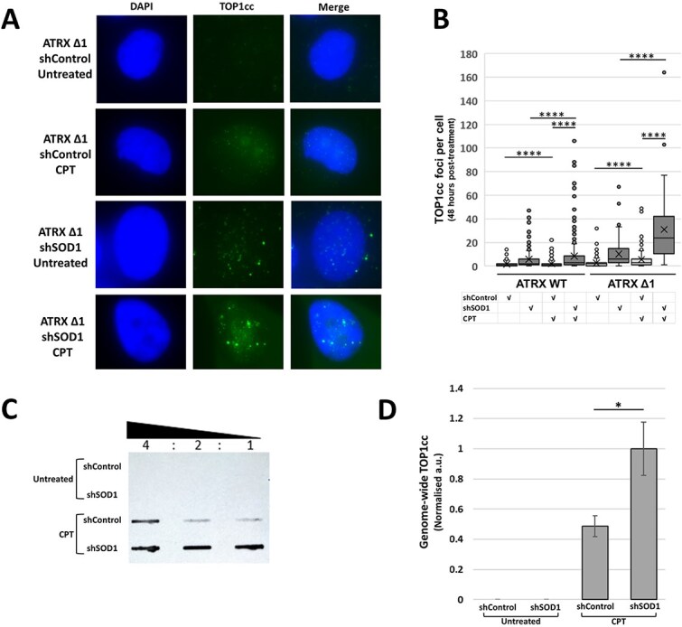 Silencing of SOD1 sensitises ATRX-deficient cells to camptothecin treatment through increased activity of the alternative lengthening of telomeres pathway.