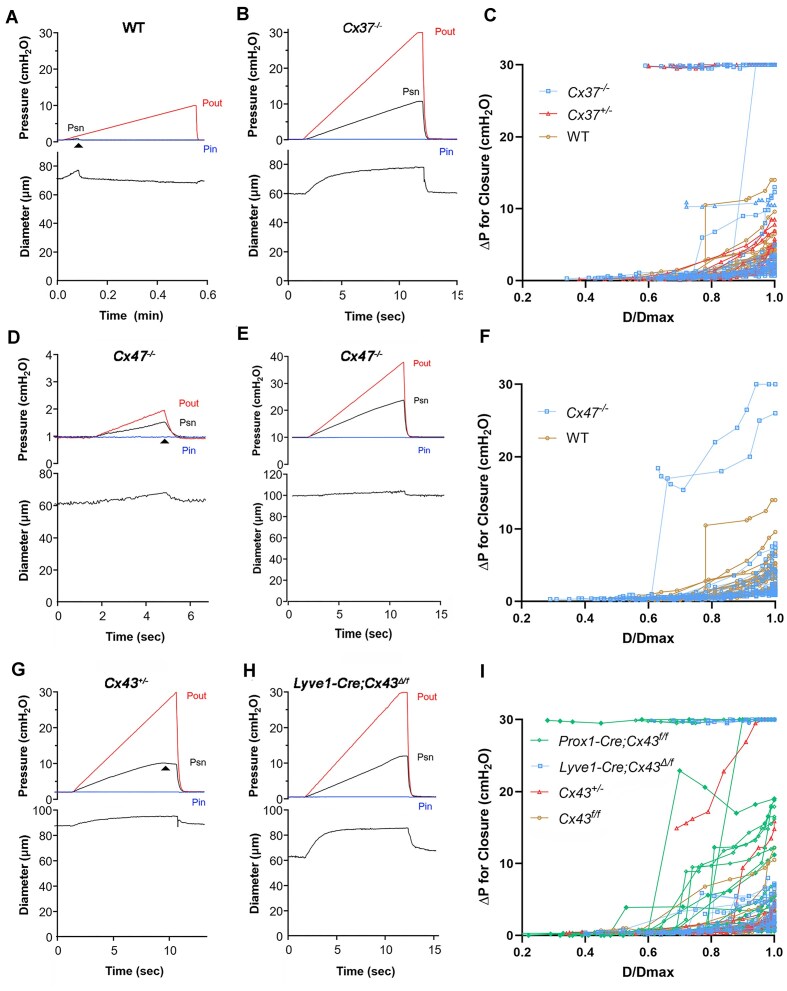 Hierarchical Requirement for Endothelial Cell Connexins Cx37, Cx47, Cx43, and Cx45 in Lymphatic Valve Function.