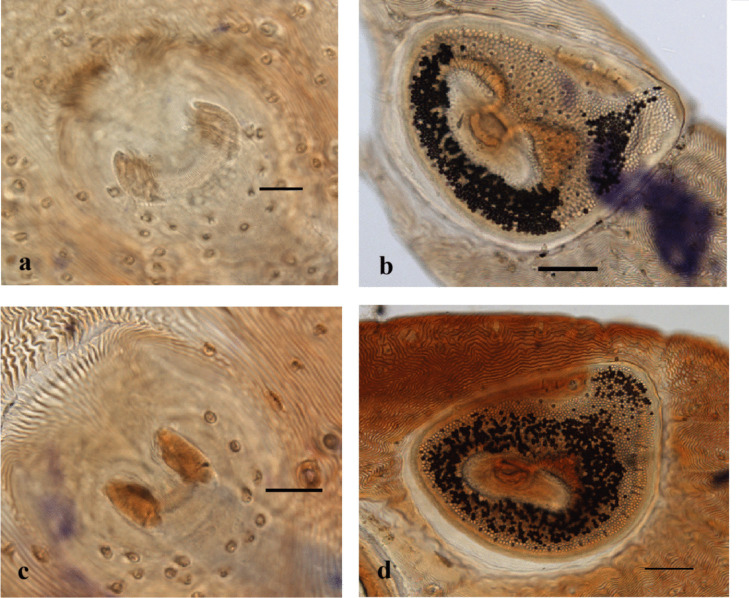 Morphological and genetic polymorphisms in Rhipicephalus sanguineus (Latreille 1806) from the Iberian Peninsula.