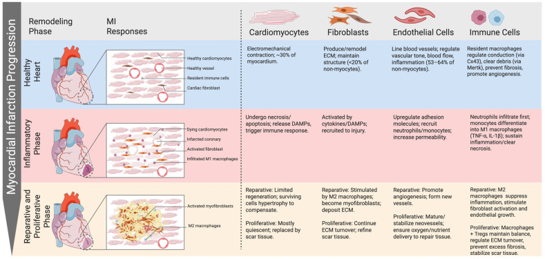 Integrating Macrophages into Human-Engineered Cardiac Tissue.