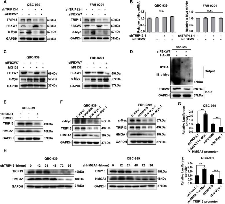 Correction: HMGA1-TRIP13 axis promotes stemness and epithelial mesenchymal transition of perihilar cholangiocarcinoma in a positive feedback loop dependent on c-Myc.