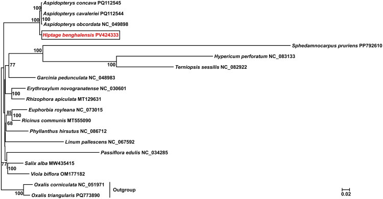 The complete chloroplast genome of <i>Hiptage benghalensis</i> (L.) Kurz and its phylogenetic analysis in malpighiaceae.