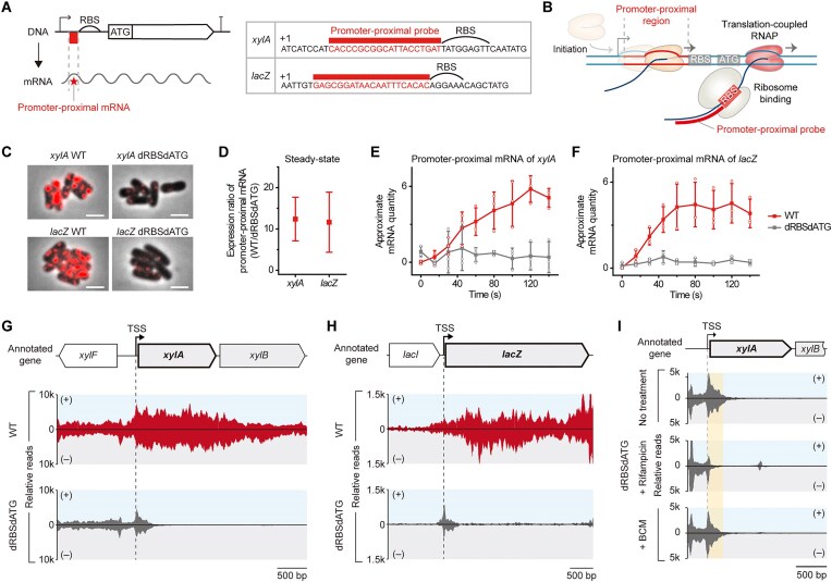 Promoter-proximal transcription-translation coupling controls early transcription in Escherichia coli.
