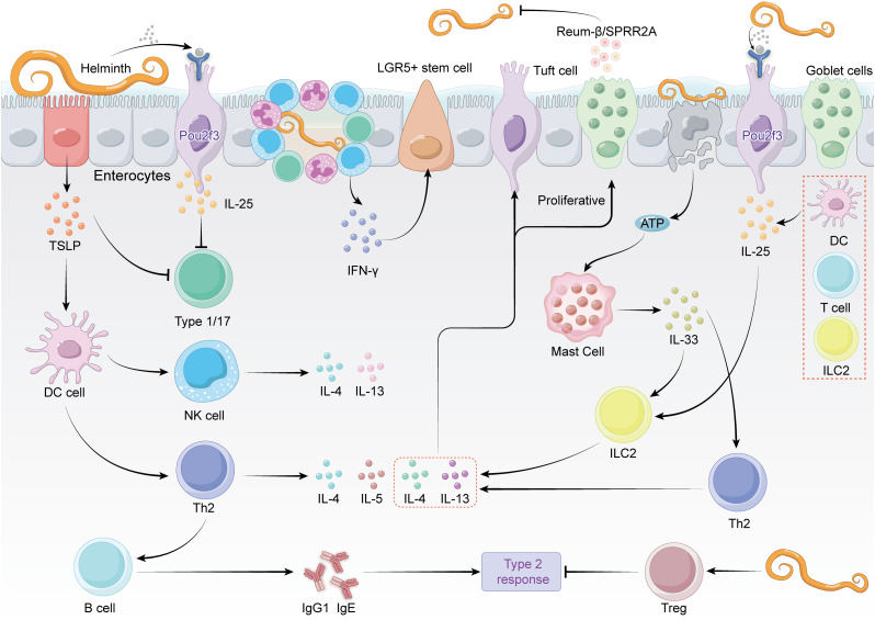 Cross-kingdom dialogs in the gut: Integrating bacterial pathogens, helminths, and microbiota interactions for immune homeostasis.