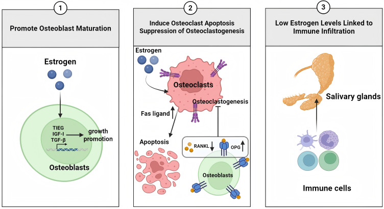 Exploring the Interaction Between Sjögren's Syndrome and Osteoporosis: Pathophysiological Mechanisms and Management Strategies.