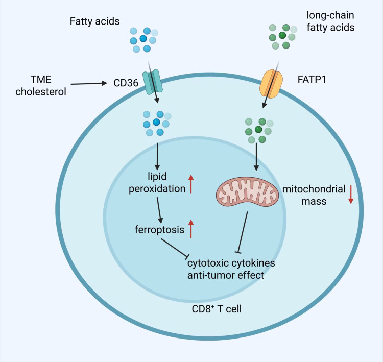 T Cells Dysfunction in Multiple Myeloma.