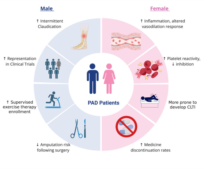 Unveiling the Sex-Based Divide: Exploring Sex Differences in Peripheral Artery Disease.