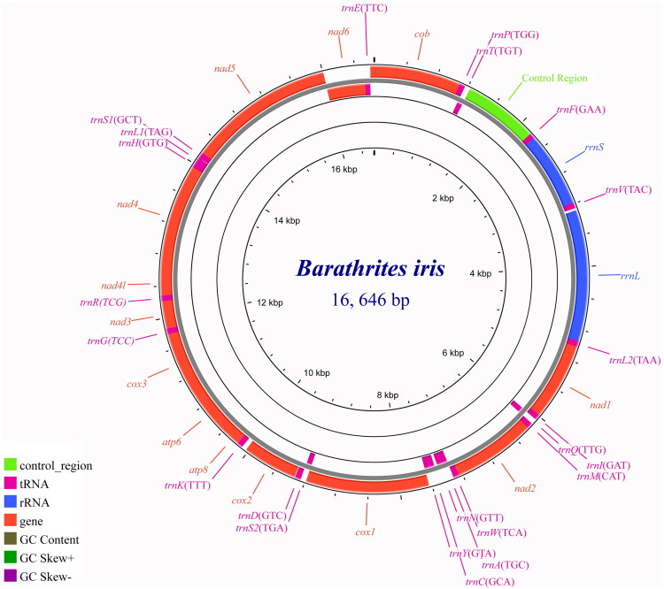 Complete mitochondrial genome of an abyssal cusk-eel <i>Barathrites iris</i> (Ophidiiformes: Ophidiidae).