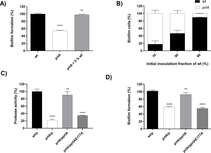 PrtA-mediated flagellar turnover is essential for robust biofilm development in <i>Serratia marcescens</i>.