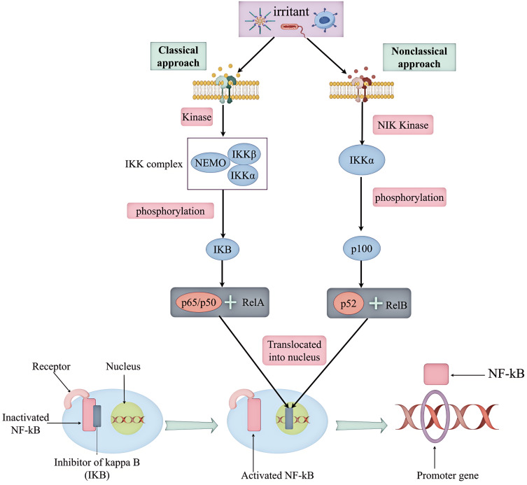 Natural Products from Chinese Medicine Targeting NF-κB Signaling: Emerging Therapeutic Avenues for Neurodegenerative Diseases.