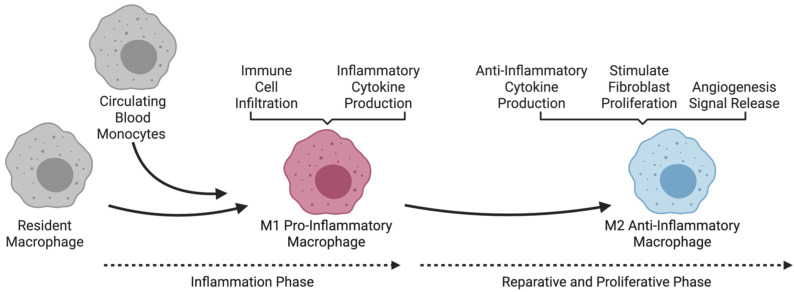 Integrating Macrophages into Human-Engineered Cardiac Tissue.