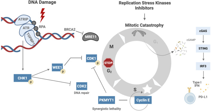 Interplay of replication stress response and immune microenvironment in high-grade serous ovarian cancer.