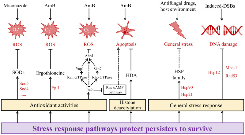 Antifungal persistence: Clinical relevance and mechanisms.