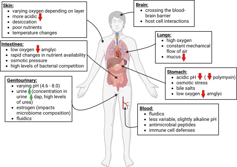 Host niche-specific challenges hindering the treatment of polymicrobial infections.