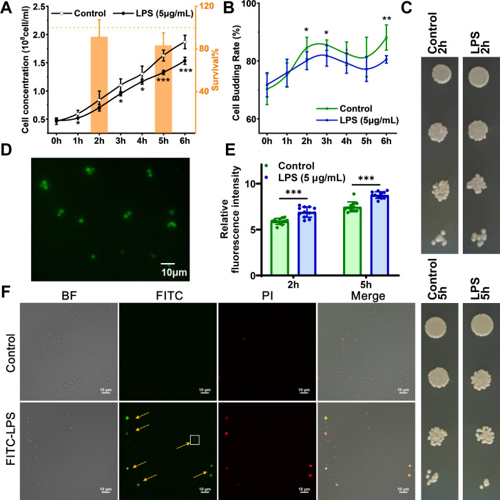 Time-resolved monitoring of yeast responses to lipopolysaccharide exposure by cell-released volatile organic compounds.