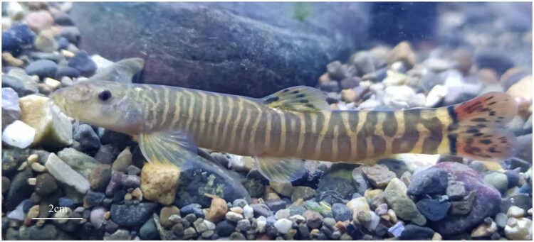 Complete mitochondrial genome of <i>schistura yingjiangensis</i> (Zhu 1982) (cypriniformes: nemacheilidae): insights into its features and phylogenetic relationships.