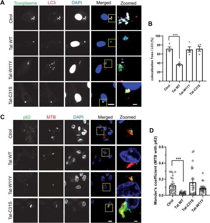HIV-1 Tat favors the multiplication of Mycobacterium tuberculosis and Toxoplasma by inhibiting clathrin-mediated endocytosis and autophagy.