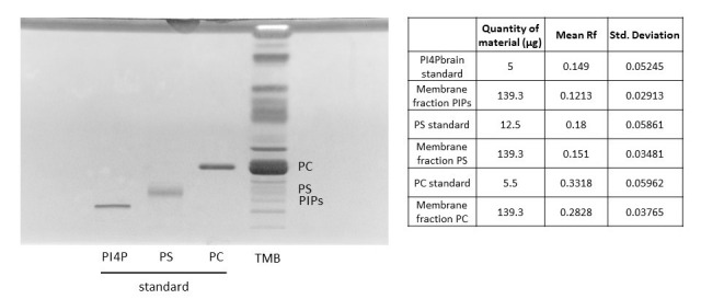 PhosphoLIMBO: An Easy and Efficient Protocol to Separate and Analyze Phospholipids by HPTLC From Plant Material.