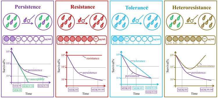 Antifungal persistence: Clinical relevance and mechanisms.