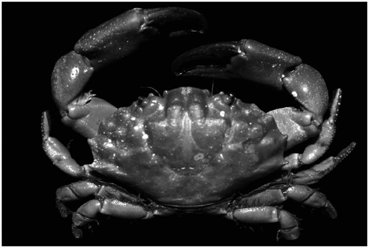 The complete mitochondrial genome of smooth spooner crab, <i>Etisus laevimanus</i> Randall, 1840 (Crustacea: Decapoda: Xanthoidea) from the East Sea, Korea.