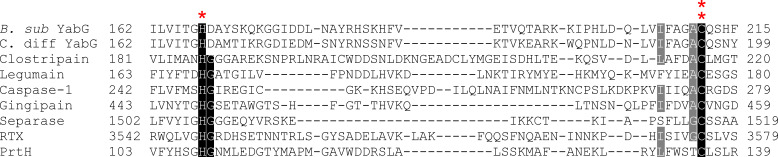 Cysteine proteases and how YabG fits into clan CD of the MEROPS database.