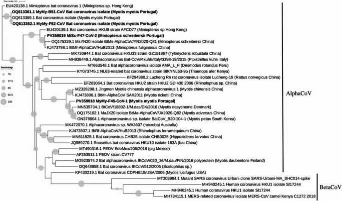 Metagenomic analysis of viral diversity in Portuguese bats.