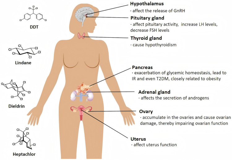 Polycystic ovary syndrome and organochlorine pesticides: exploring potential links and mechanisms.