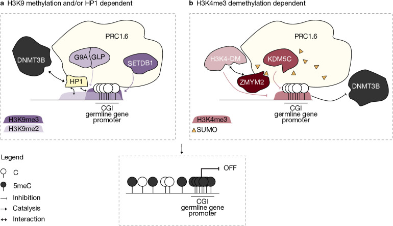 Epigenetic relay: Polycomb-directed DNA methylation in mammalian development.