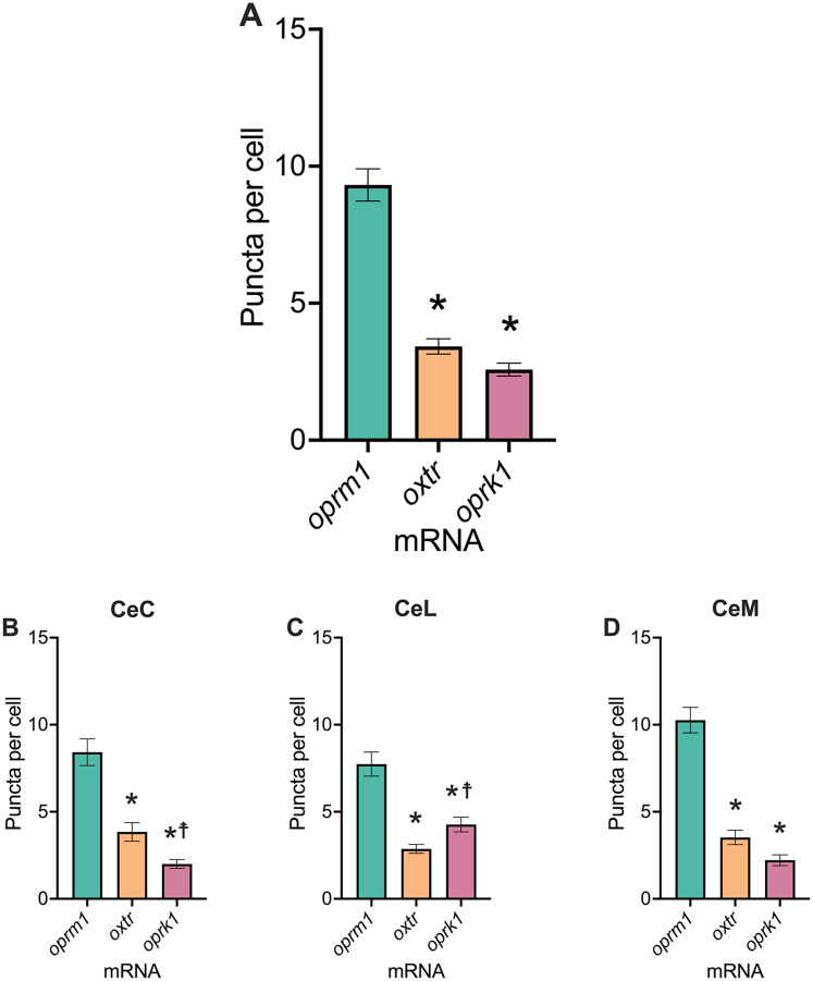 Neuronal Colocalization of μ-Opioid Receptor, κ-Opioid Receptor, and Oxytocin Receptor mRNA in the Central Nucleus of the Amygdala in Male and Female Mice.