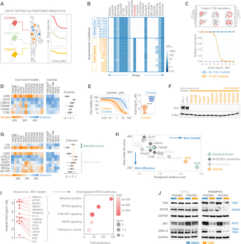 Mechanistic models position ceritinib as a nuclear integrity disrupting therapy in pediatric liver tumors.